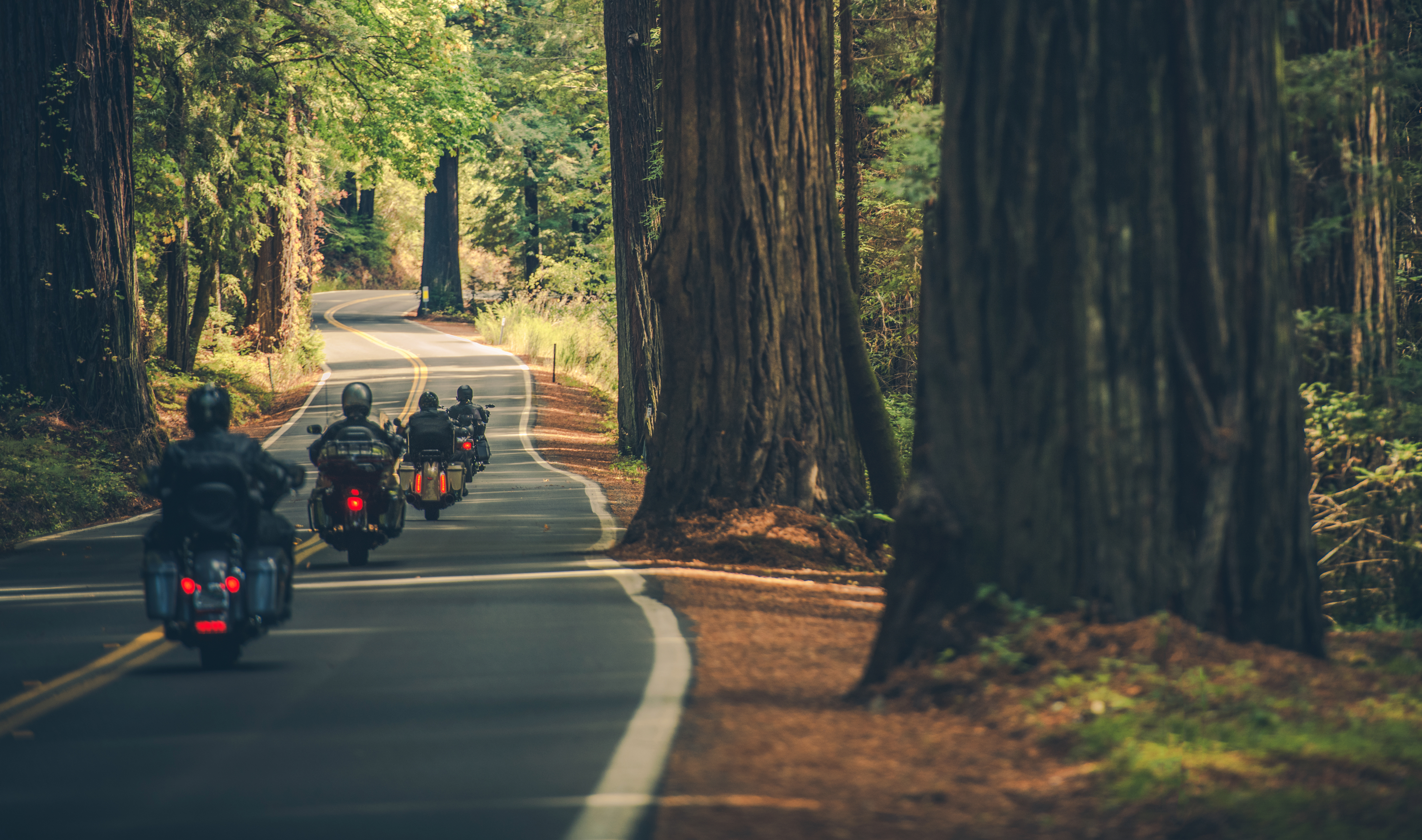 Motos atravesando bosque de secuoyas